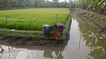 integrated-agriculture